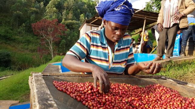 ルワンダ「マチアゾW.S. ビナナ」販売開始